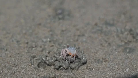 A ghost crab digging hole the sand at White Sand Beach Video stock 103263304
