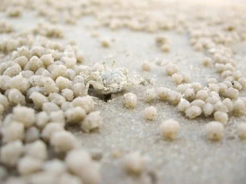 A ghost crab digging sand to make a hole on the beach. Hua Hin, Thailand. Stock Photos