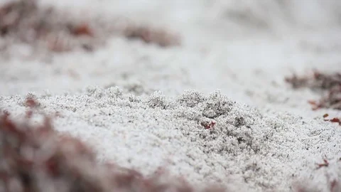 Ghost crab digs hole on seaweed beach 스톡 동영상 79594083