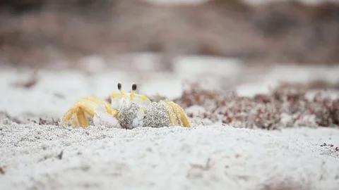 Ghost crab dumping sand at beach 스톡 동영상 79593960