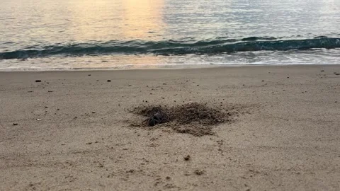 Ghost Crab Emerging from Sand Burrow on Tropical Beach Видео 332889880