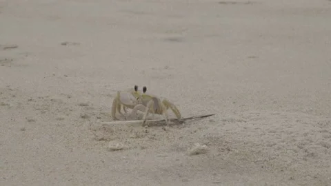 Ghost Crab Stock Footage 234555936