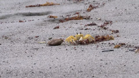 Ghost Crab Forages in Red Algae on Tropical Beach Stock Footage 318245422