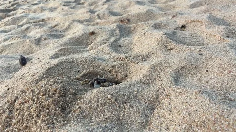Ghost Crab Hiding and Coming Out of Sand Hole Stock Footage 332889879