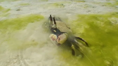 Ghost crab hiding in the sand. Stock Footage 106497573