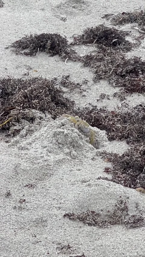 Ghost Crab hole Stock Footage 274324838