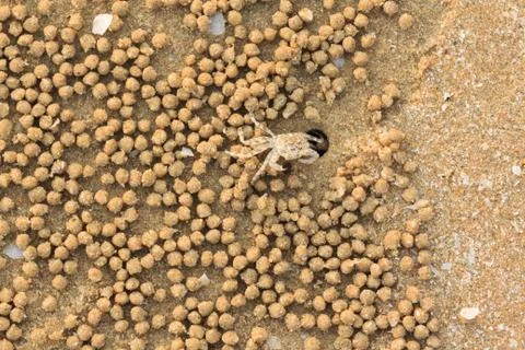 Ghost crab hole Stock Photos