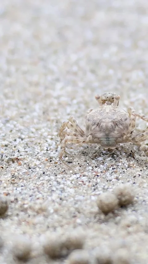 Ghost Crab on Krabi Beach Stock Footage 304312376