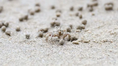 Ghost Crab on Krabi Beach Stock Footage 317667297