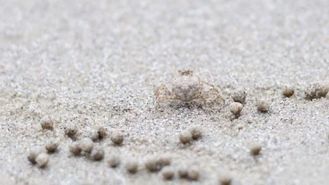 Ghost Crab on Krabi Beach Stock Footage 324786635
