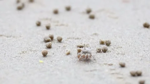 Ghost Crab on Krabi Beach Stock Footage 326589509