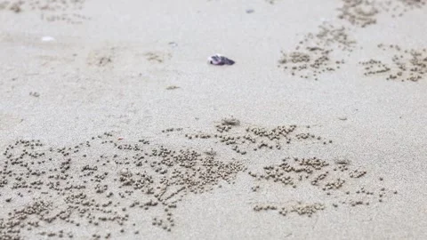 Ghost Crab on Krabi Beach Stock Footage 327695205