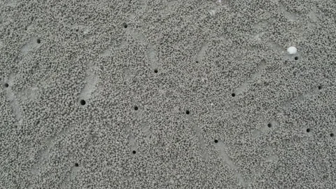 Ghost crab making sand balls on the beach. Home of a Ghost crab Stock Footage 204455430