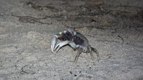 Ghost Crab, Malaysia Video stock 176655775