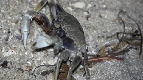 Ghost Crab, Malaysia Video stock 176655812