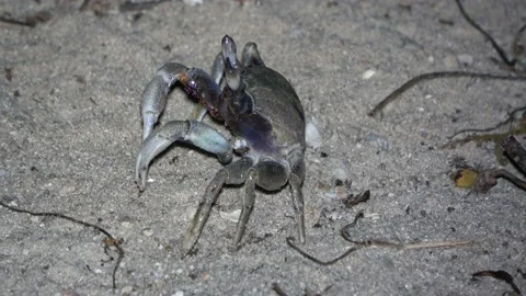 Ghost Crab, Malaysia Video stock 176655870