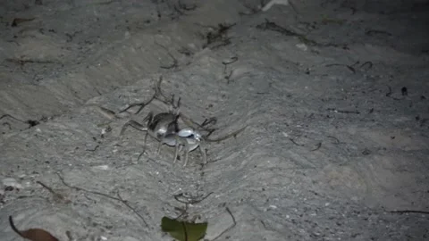 Ghost Crab, Malaysia Stock Footage 176656311