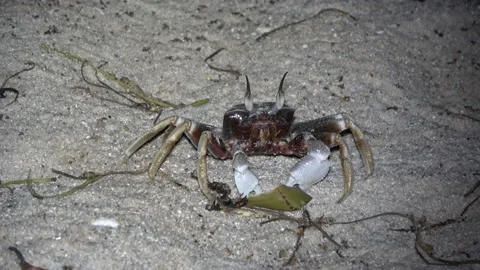 Ghost Crab, Malaysia Video stock 176656436