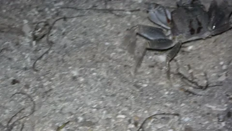 Ghost Crab, Malaysia Video stock 176656554