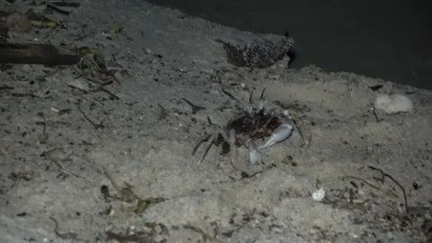Ghost Crab, Malaysia Video stock 176656797