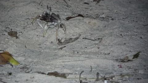 Ghost Crab, Malaysia Video stock 176657203