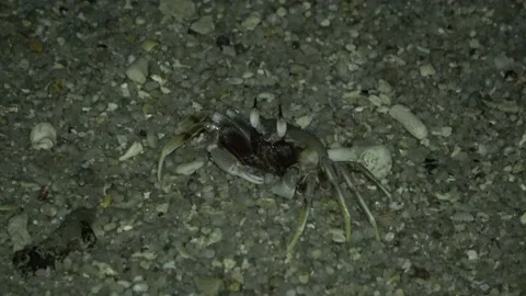 Ghost Crab, Malaysia Video stock 176657404