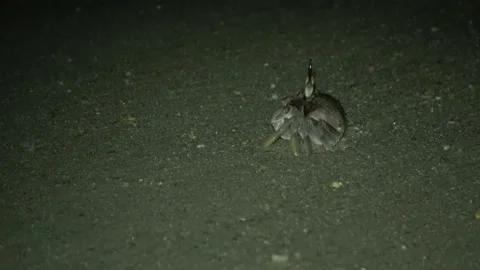 Ghost Crab, Malaysia Video stock 185471491
