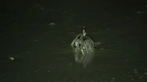 Ghost Crab, Malaysia Video stock 185471897