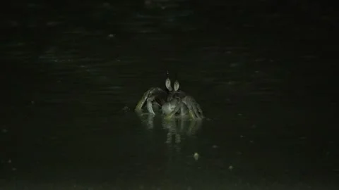 Ghost Crab, Malaysia Stock-Footage 185472827