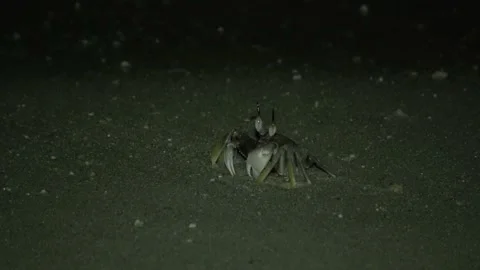Ghost Crab, Malaysia Video stock 185473059