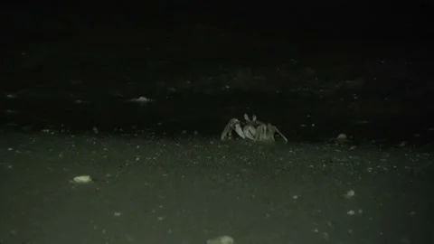 Ghost Crab, Malaysia Video stock 185473312