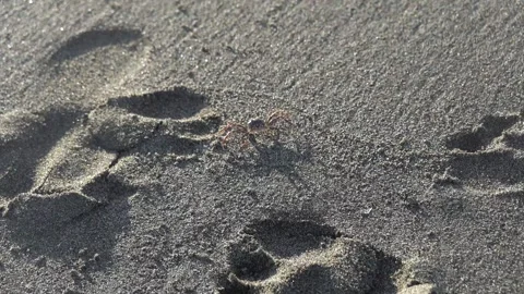 A ghost crab moving across sandy beach under natural daylight Stock Footage 301943817