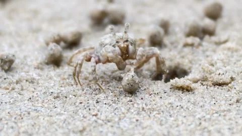 Ghost Crab Navigating Sandy Terrain Stock Footage 309901817