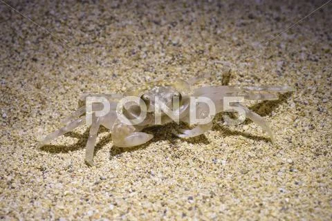 Ghost Crab Ocypode pallidula Polihale State Park Kauai Hawaii USA Stock Photos