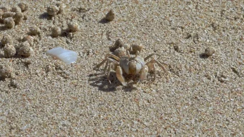 Ghost crab (Ocypode quadrata) Stockbeeldmateriaal 205513271