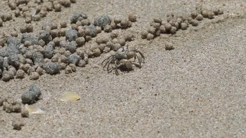 Ghost crab (Ocypode quadrata) Stockbeeldmateriaal 210636060
