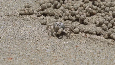 Ghost crab (Ocypode quadrata) Stockbeeldmateriaal 214822592