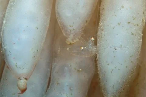 Ghost crab Stock Photos