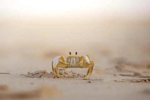 Ghost crab Stock Photos