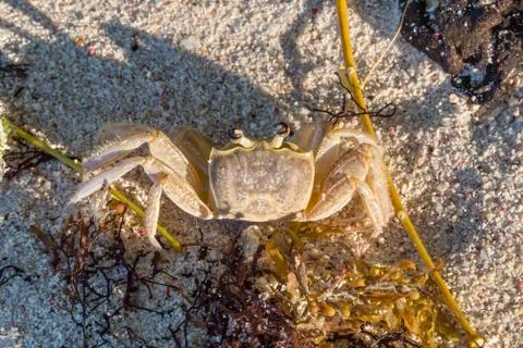 A Ghost Crab Foto stock