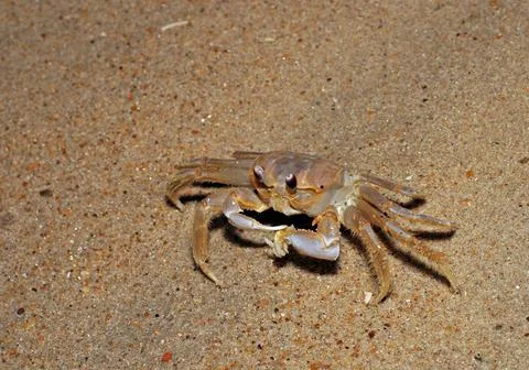 Ghost Crab Foto stock