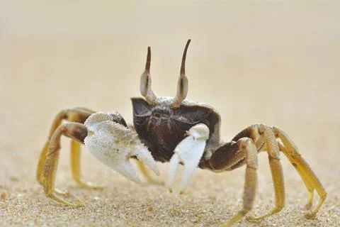 Ghost Crab Stock Photos