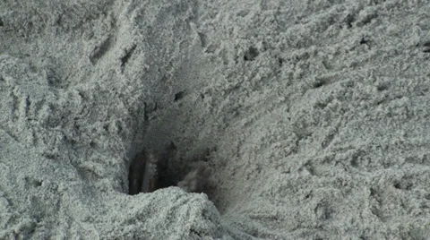 Ghost Crab removing sand from his hole Stock Footage 31821539