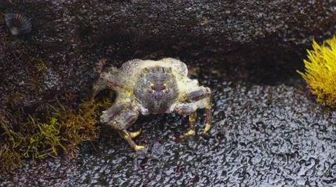 Ghost Crab on Rocky Beach Stock Footage 35225837