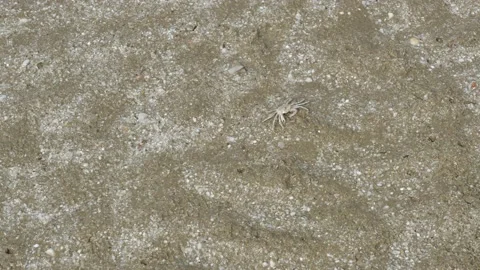 Ghost crab running on sand beach Stock Footage 153744732