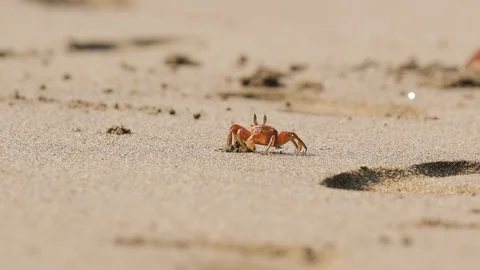 Ghost crab in the sand Stock Footage 121346021