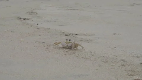 Ghost Crab sand Stock Footage 234555706