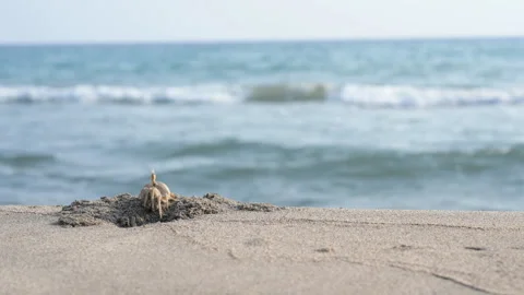 Ghost crab on a sand 스톡 동영상 321290665