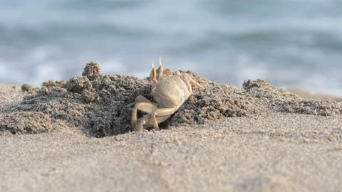 Ghost crab on a sand 스톡 동영상 321353985