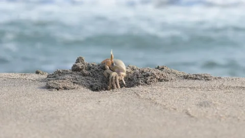 Ghost crab on a sand Stock Footage 321354003